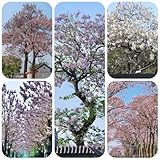 semi di paulonia biologici vecchie varietà, acquisto paulownia, paulownia tomentosa, resistenti balcone, 100pcs