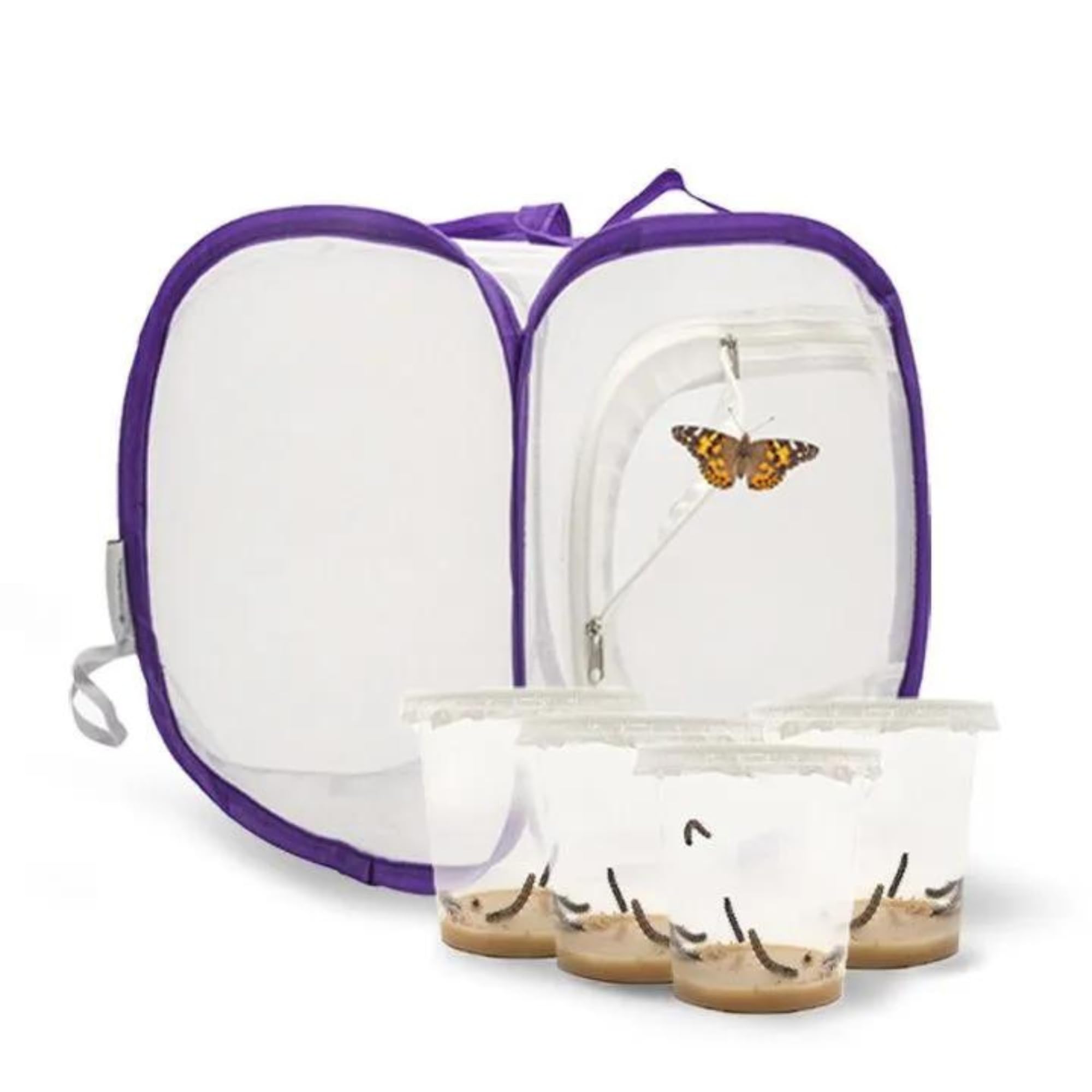 Schmetterlingszucht-Set für Kinder/Erwachsene | Ideal für zuhause | Heimische Schmetterling züchten mit [Erfolgsgarantie] | GRATIS E-Book und Lernmaterialien | Raupenzucht klein ab 3 Jahren - 4 Becher