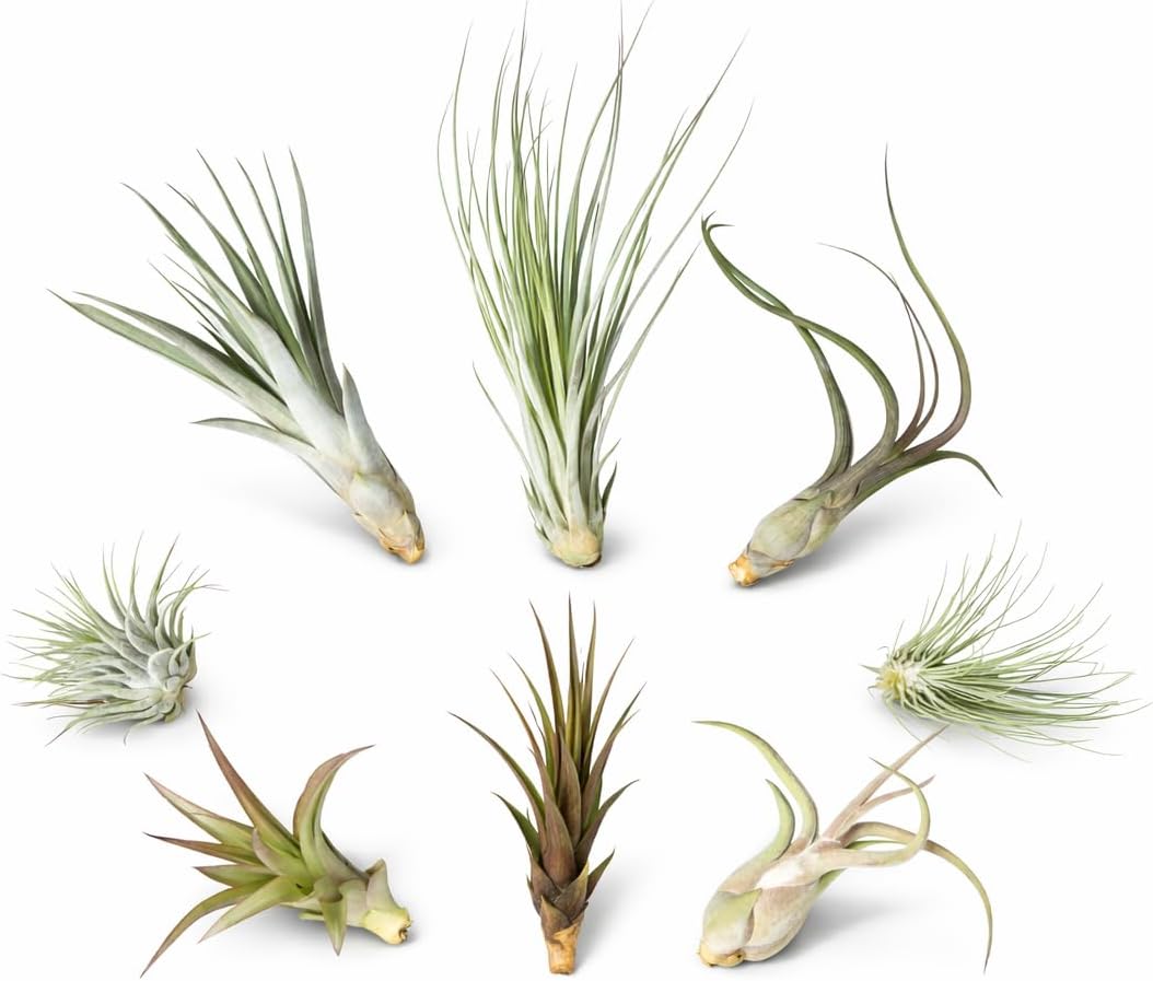 Set of 8 Tillandsias, Air Plants