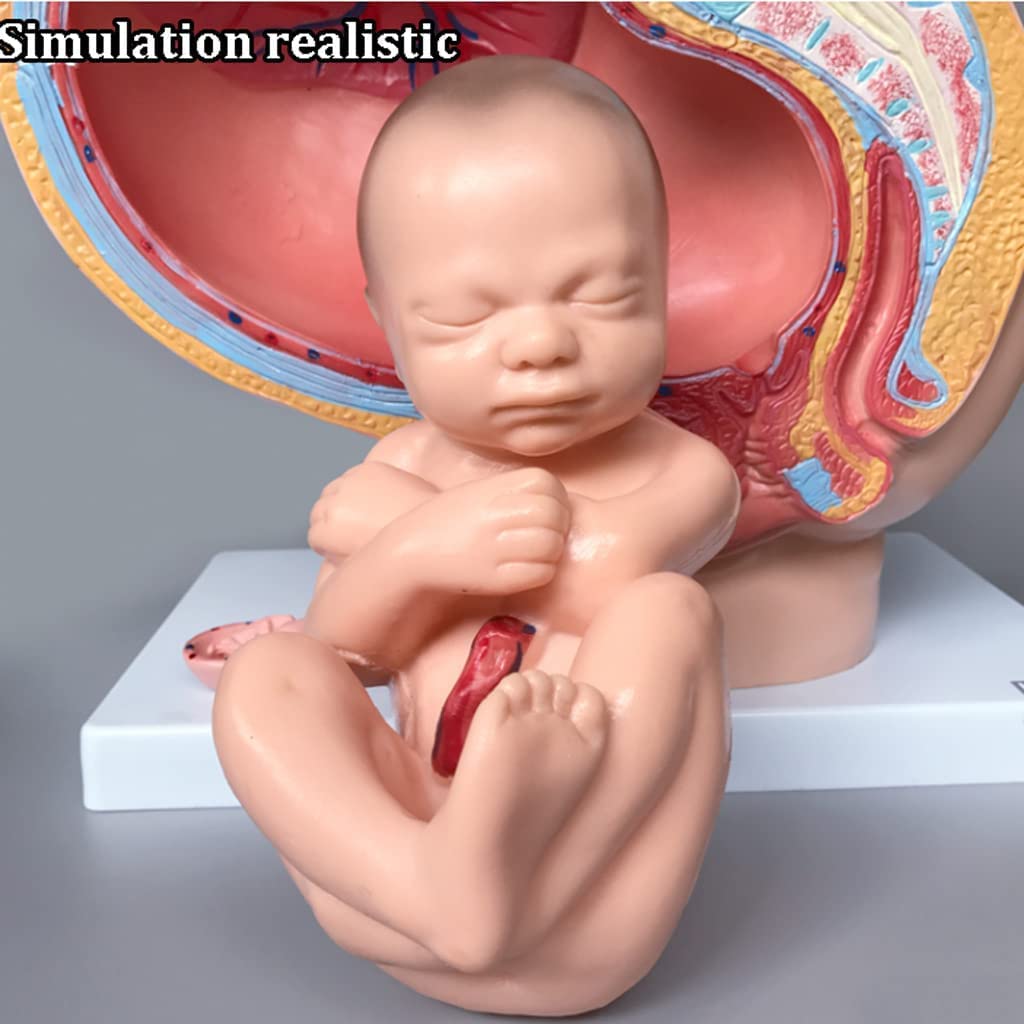 Amazon.co.jp: 人間の臓器モデル女性骨盤セクション妊娠 9 ヶ月