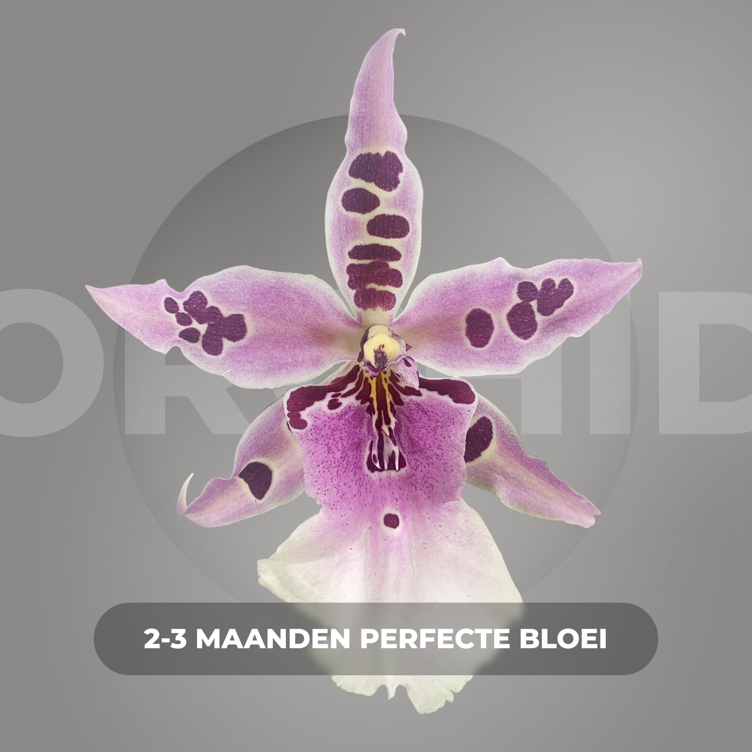 Orchidee Plant Oncidium Joost Kamerplant Voor Binnen 2 Stuks Geel Binnenplant 2519634811