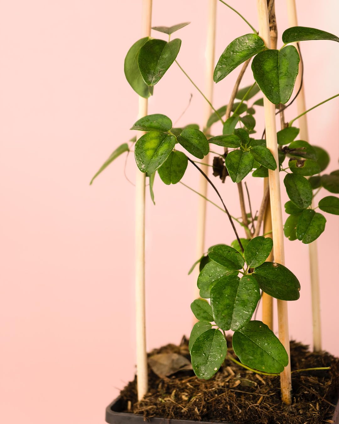 Akebia Quinata | Plantas Naturales Exterior | Pur Plant
