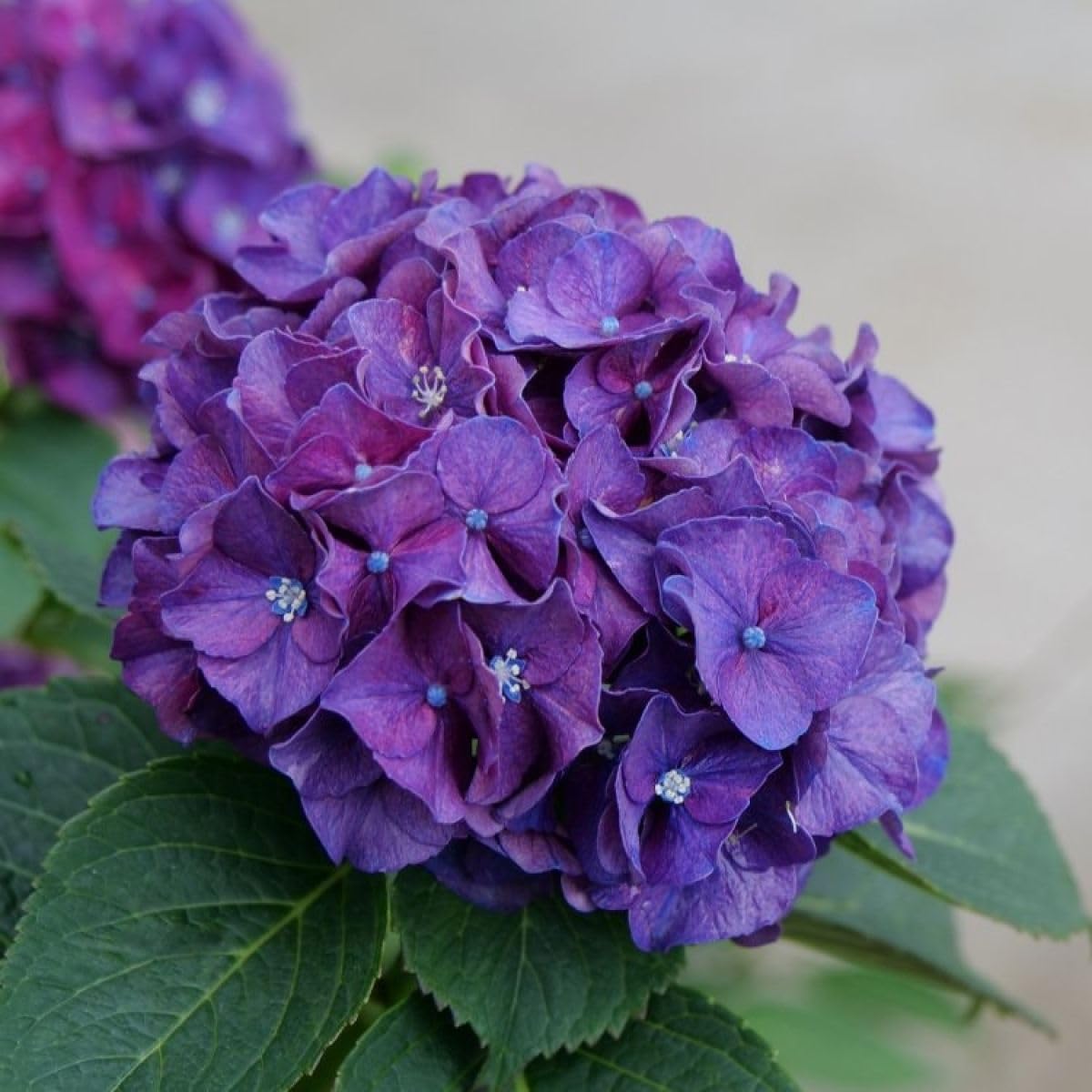Hydrangea Live Plant (Dark Purple Color) Flower Plant hybrid flowering Plant For home Decoration 1 Healthy Live Plant with Pot (B0D6YS3RJP) Amazon Price History, Amazon Price Tracker