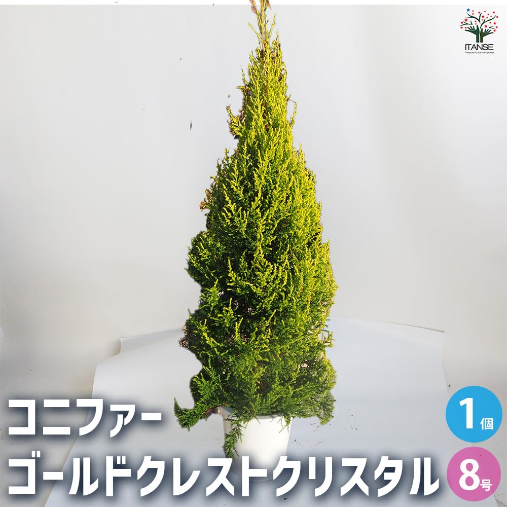 Amazon.co.jp: ITANSE コニファー ゴールドクレストクリスタル 8