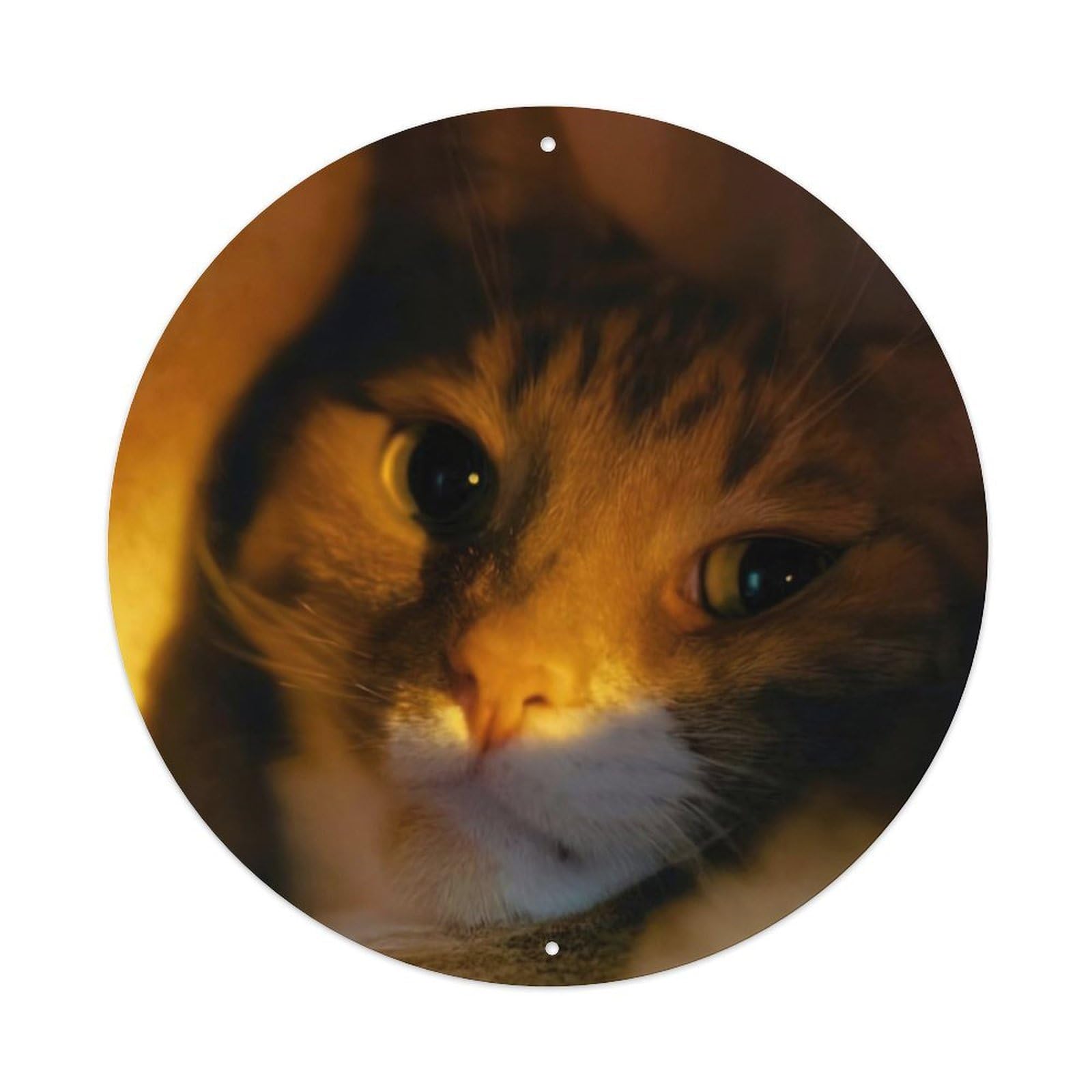 Animal Tabby Kitten Amber Eyes Sunlight Glow Vintage Style Vintage Metal Tin Sign Plaque Wall Decor for Cafe, Club Bar, Office, Garden Metal Poster 8x8Inch