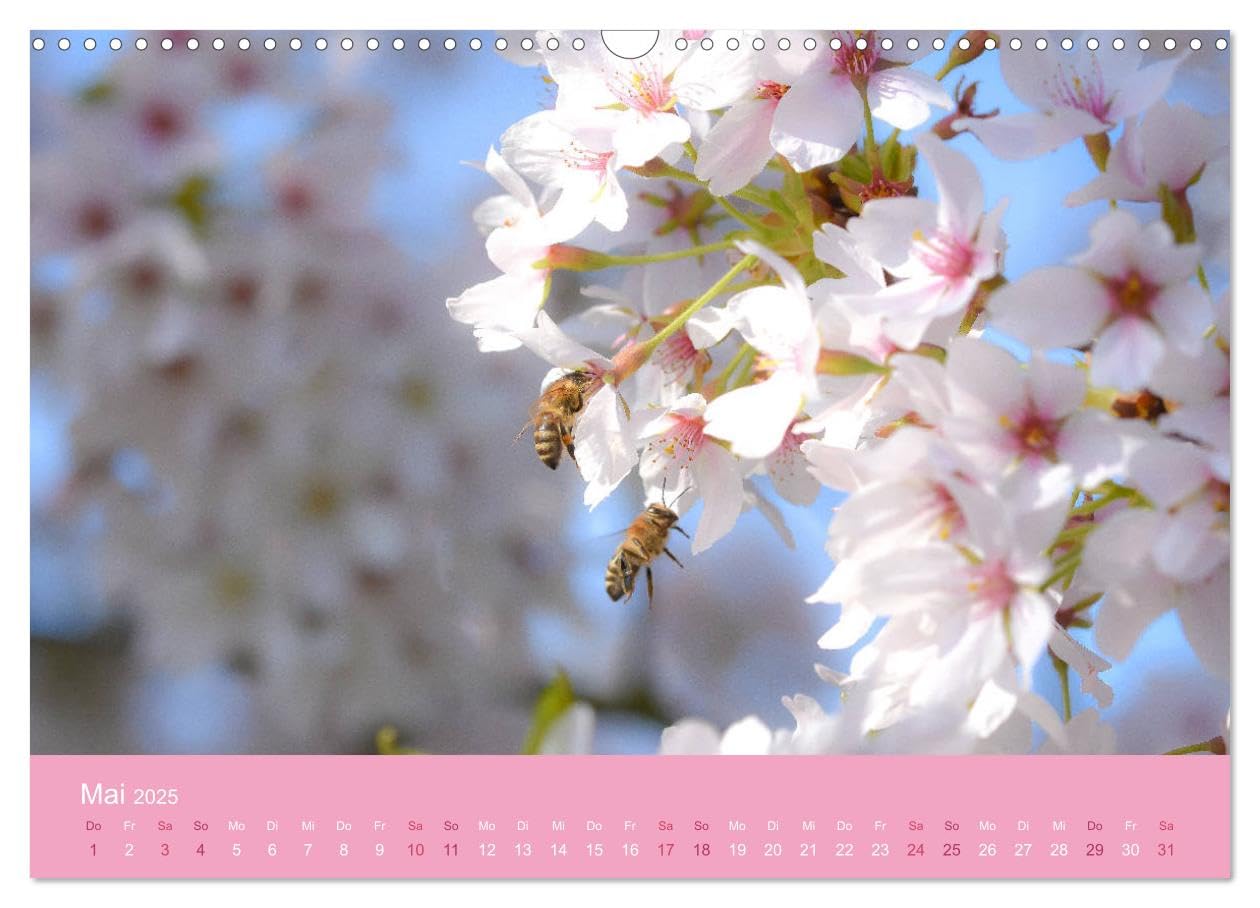 Zarte Kirschblüten - Berauschende Gedankendüfte (Wandkalender 2025 DIN A3 quer), CALVENDO Monatskalender: Lichtvolle Momente zur Kirschblütenzeit (CALVENDO Natur)