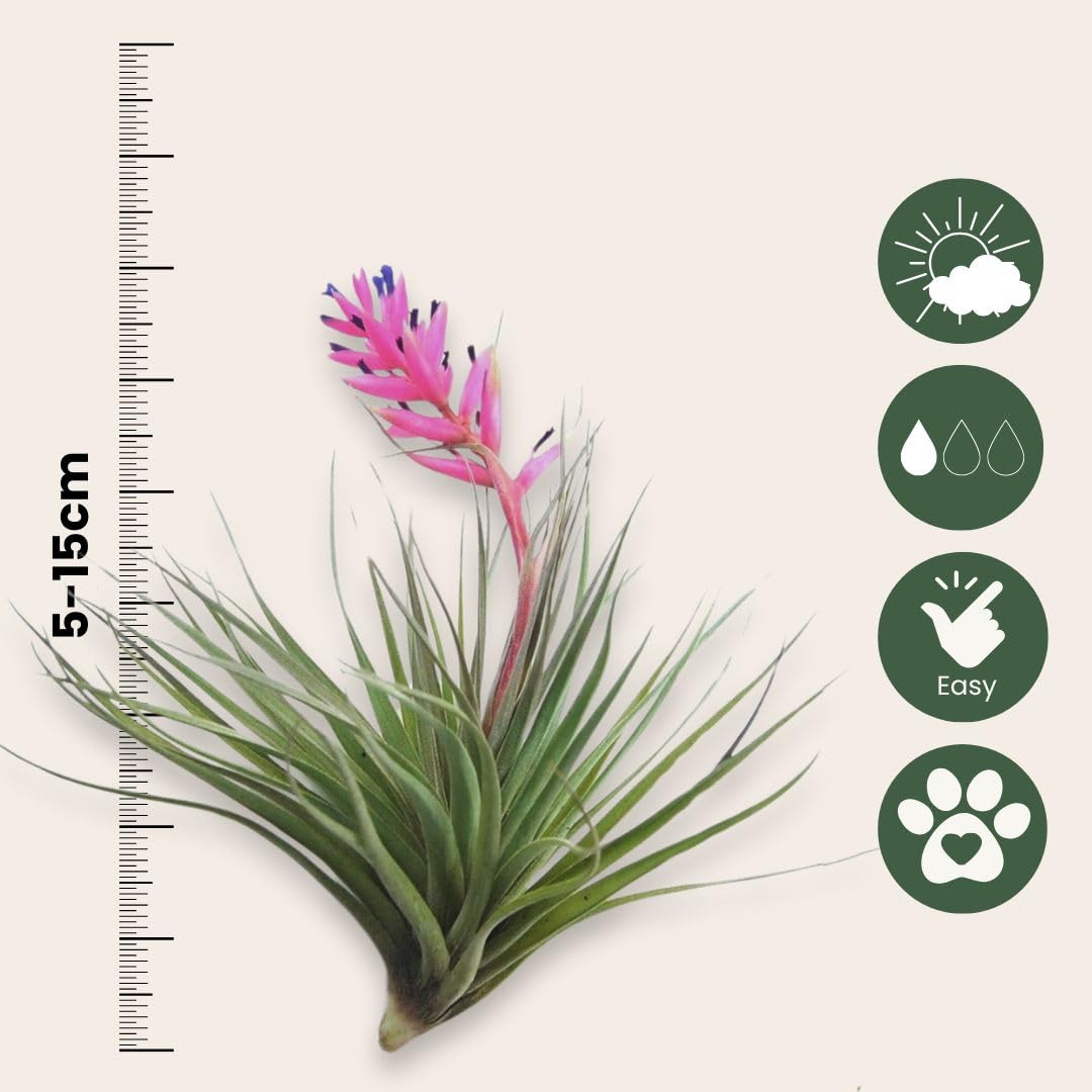 Plant in a Box - Miscela di piante di Tillandsia - Set di 10 - Piante aeree vere - Piante da appartamento - Altezza 5-15cm