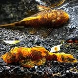 Calico Bushynose Pleco (1.0" to 1.5") - Packs of 2 Fish - Live Fish for Aquarium - Exotic Freshwater Live Fish, Live Aquarium Fish, Live Fish, Live Freshwater Fish Freshwater Fish Live Buy Live Fish