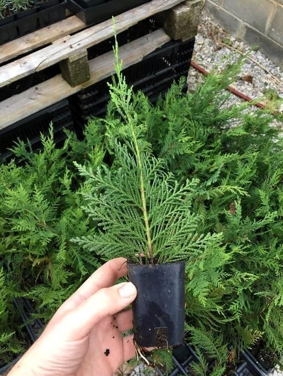 Leyland Cypress 15 Trees - 2 1/2"" inch Pot Live Plants