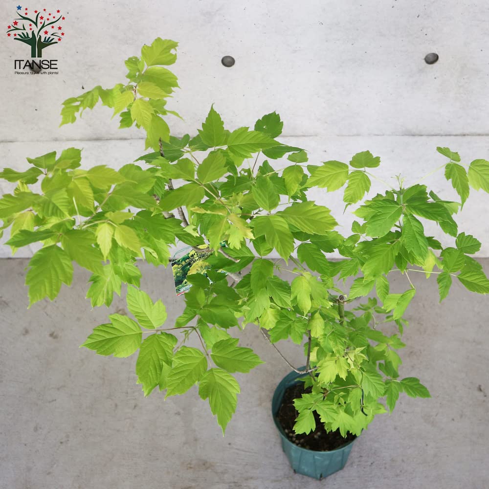 Amazon.co.jp: 西洋カエデの苗木 ネグンドカエデ ケリーズゴールド 7号