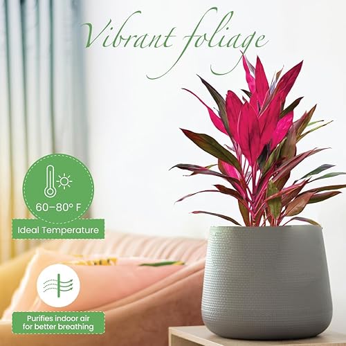 Miniatura 9 de American Plant Exchange Dracaena Marginata Colorama Madagascar Dragon Tree - Planta viva de 6 pulgadas, maceta para interiores y exteriores