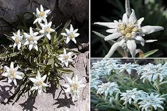 Edelweiss 100+ Seeds Leontopodium Alpinum