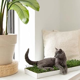 KittyLawn,Cat Real Grass Lounge Perch, Window Perch, Premium Cat Window Seat, Cat Window Seat Bed