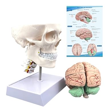 Human Skull and Brain Anatomy Model Life-Size with Cervical Vertebra & Base for Classroom Medical Neuroscience Anatomy Teaching & Studying