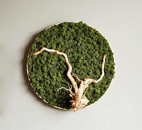 Kit de Bricolaje de Musgo de Reno conservado, Verde Natural, terrarios, jardinería, decoración de Pared, decoración de floristería, Mesa de Pascua, decoración de Boda (1 Libra) (verde-06) - imagen 3