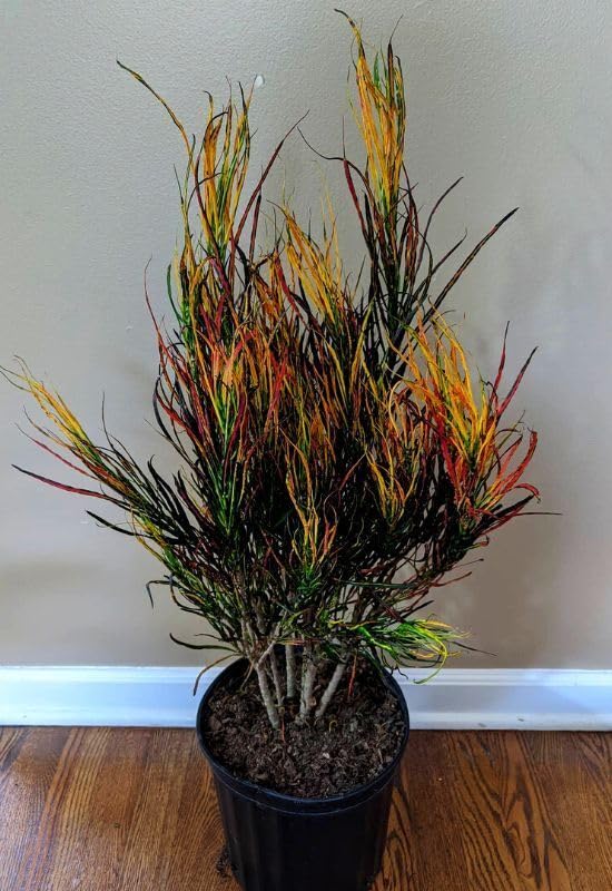 Garden croton/Croton Petra Live Plant Indoors, outdoor for Living Room, Table Corner, Balcony, Office/Home Decoration_-image-17