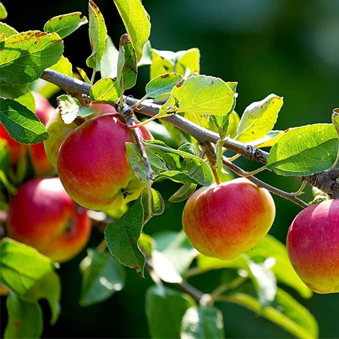 Dwarf Howgate Wonder Apple Tree in 5L Pot Ready to Fruit, Juicy & Sweet,Cook & Eat