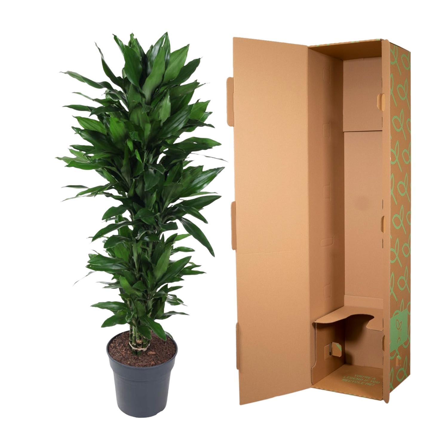 Dracena rozgałęziona Janet Lind, Roślina pokojowa, zielony, 120 cm, ø27 cm