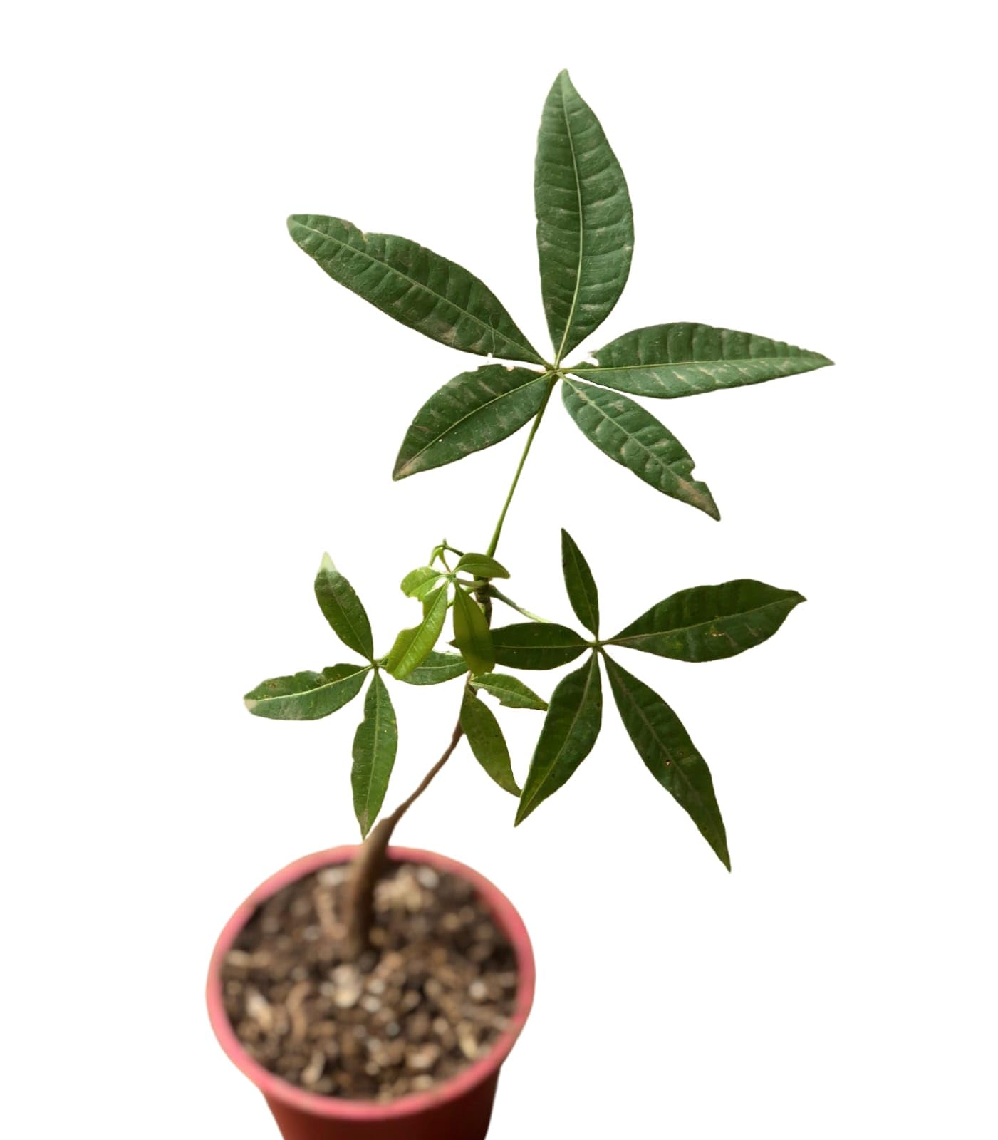 Money Tree Pachira Aquatica Indoor Live Plant for Good Luck MR4 | Feng Shui Decor, Positive Energy, Home & Office Use, Natural Trunk, Pack of 1-picture-32