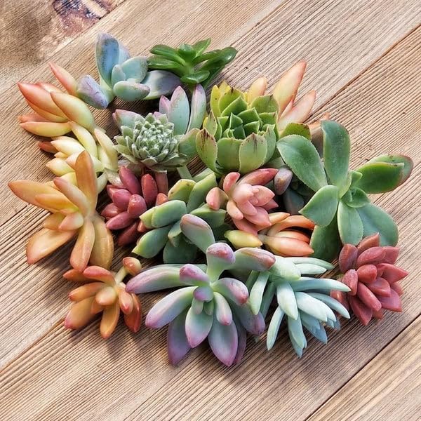 Miniatura 2 de The Succulent Cult - 20 esquejes variados de suculentas vivas, sin repeticiones, ideales para terrarios, mini jardines y como plantas de inicio
