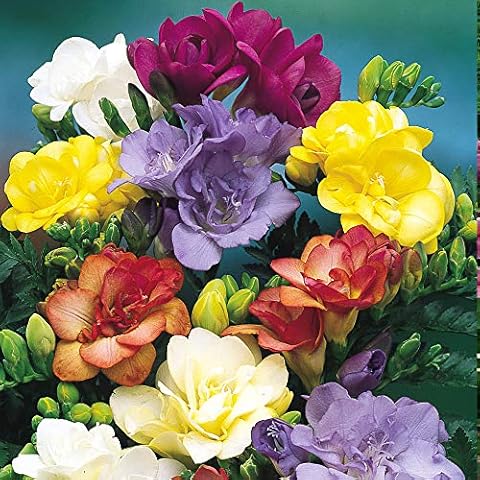 Schone Freesia Double Mixed Bulbs Collection Cover