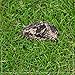 RamPro Hide-a-Spare-Key Fake Rock - Looks & Feels like Real Stone - Safe for Outdoor Garden or Yard, Geocaching (1)
