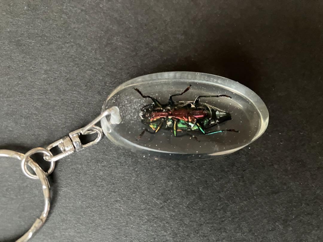 イモムシガチャ　昆虫アクリルキーホルダー イモムシガチャ昆虫アクリルキーホルダー