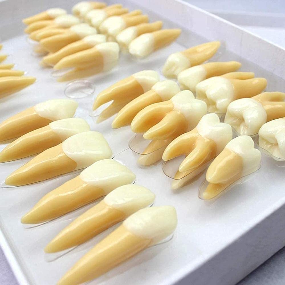 Model anatomii ludzkich zębów narzędzie edukacyjne do nauczania struktury dentystycznej, pomoc w nauce anatomii, anatomiczny model edukacyjny stomatologiczny