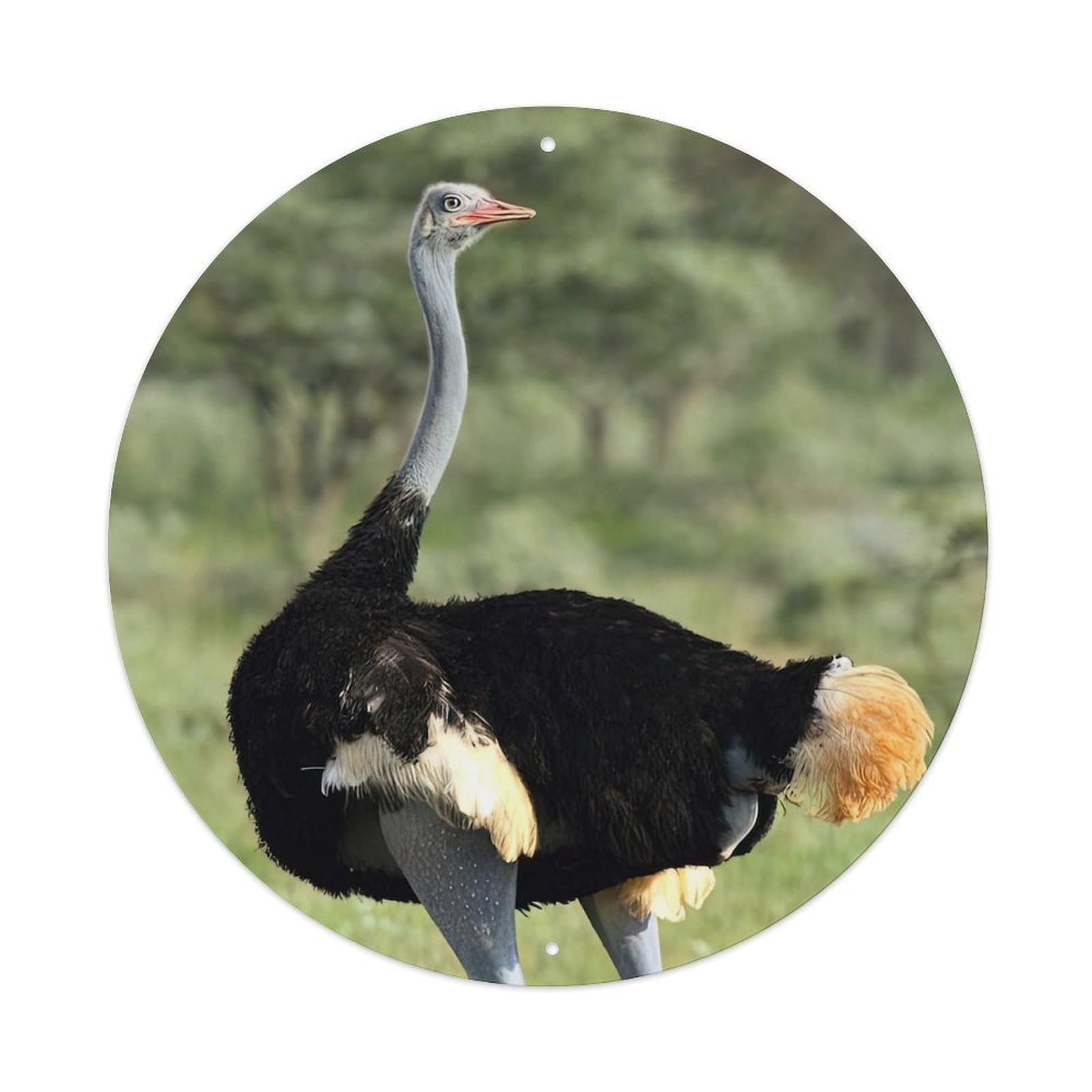Wildlife Somali Ostrich Metal Tin Sign