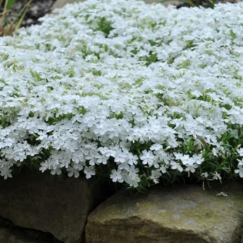 White Creeping Phlox, Starter Phlox Live Plant, Well Rooted, Creeping