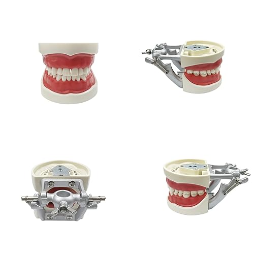 Miniatura 45 de 2 modelos de dientes estándar, modelo dental para adultos, modelo estándar de demostración de Typodont para niños, enseñanza dental, pantalla