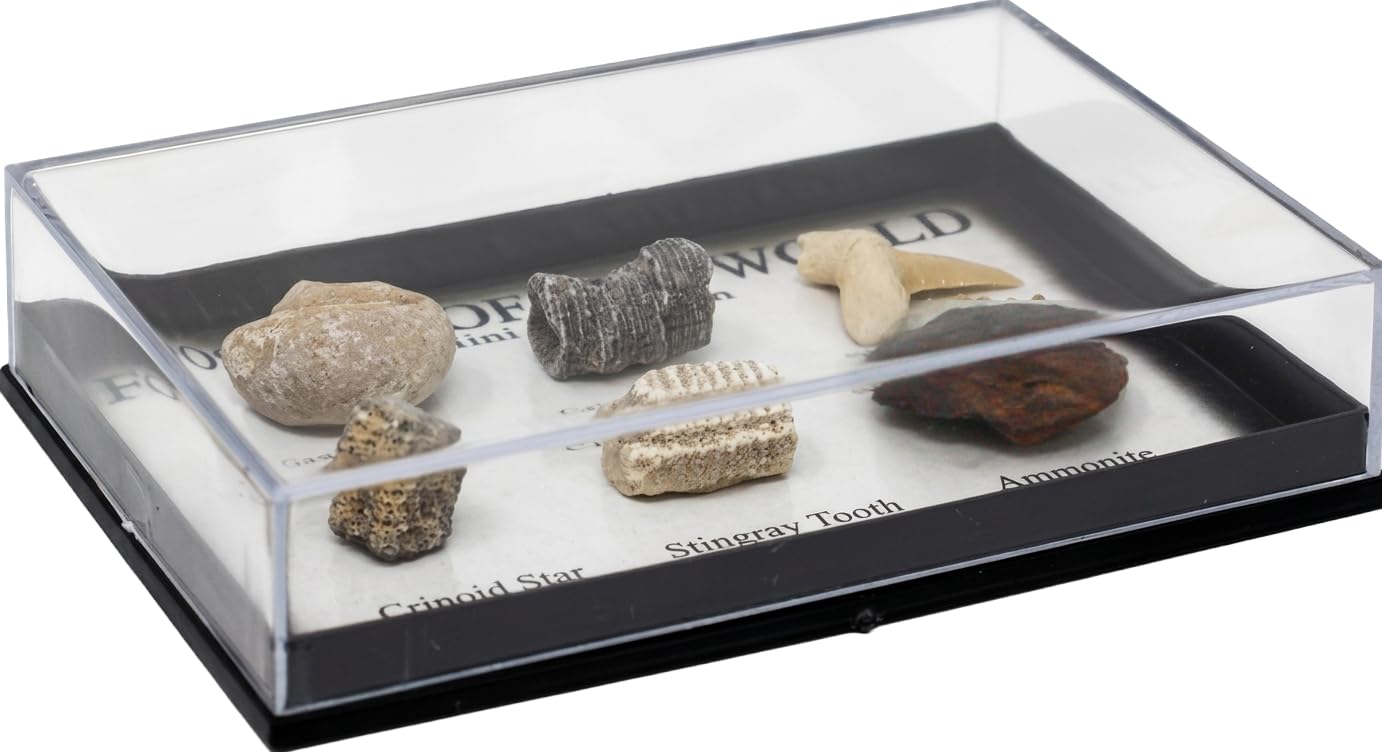 Real Fossil Collection Display Box – 6 Genuine Fossils (Ammonite, Shark Tooth, Gastropod, Nautiloid, Crinoid Stem, White Clam) – Labeled Fossil Specimens