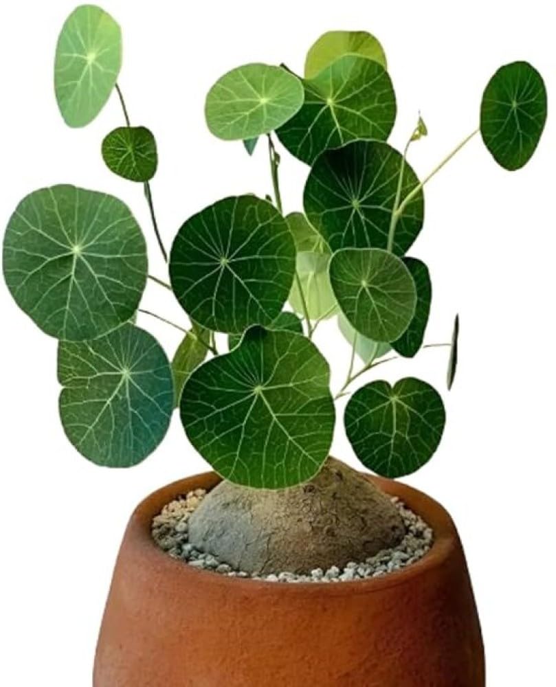 Stepnea Erecta Succulent Plant - Unique Indoor Decorative Succulent, Easy-Care, Low Maintenance, Perfect for Home & Office, big size bulbs, healthy live plant, with pot,-image-20