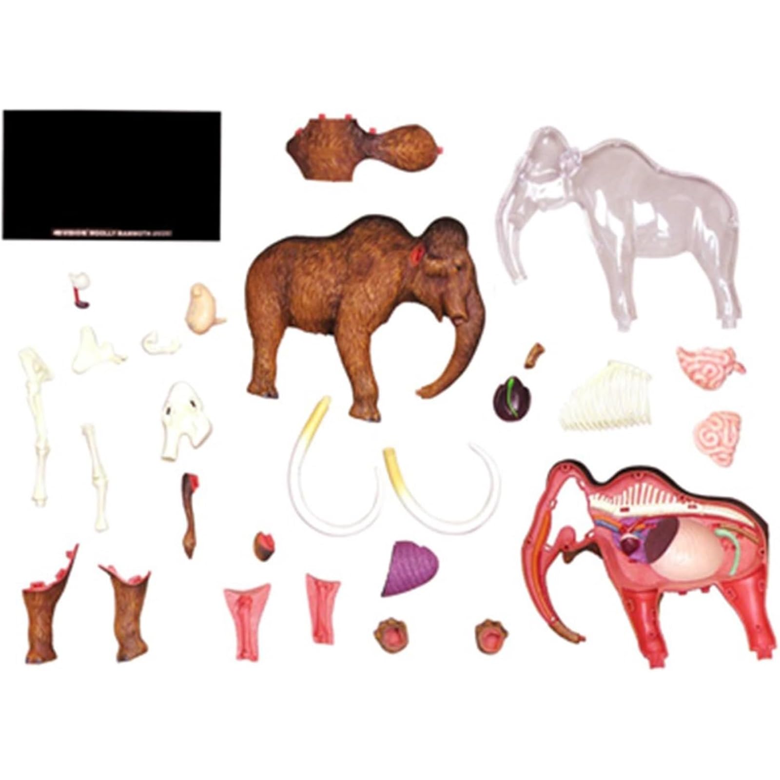 Modelo anatómico de mamut 4D, kit de 30 piezas extraíbles con órganos y partes del cuerpo, for clínica veterinaria, formación veterinaria, demostración docente escolar.