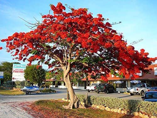 African Tulip Tree (50 Seeds) ornamental shade tree,flame-of-the-forest
