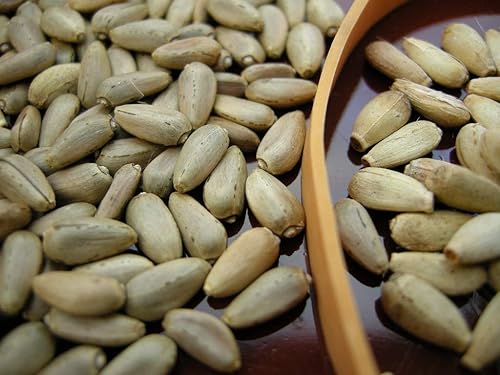 Semilla de alcachofa, globo verde, 50 unidades de la marca COOL BEANS N SPROUTS