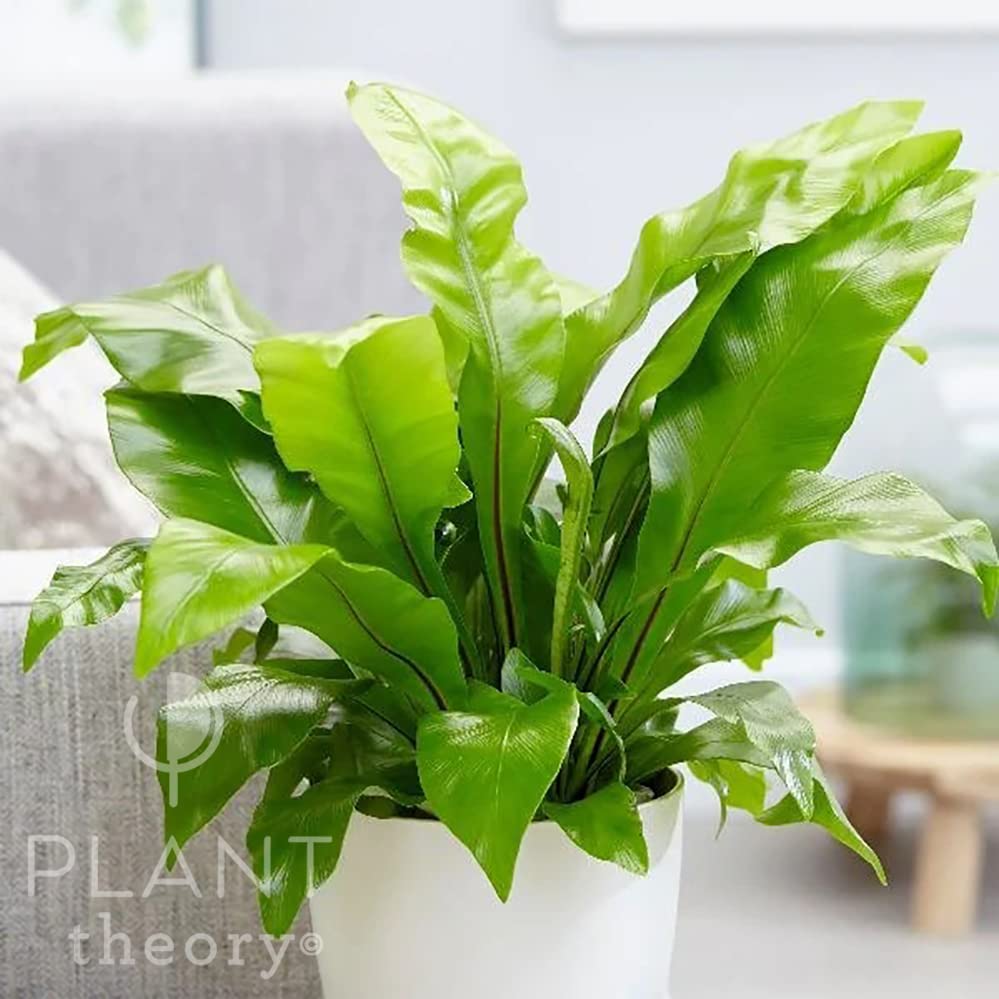 Plant Theory 20cm Asplenium Nidus Birds Nest Fern Green Houseplant Indoor Plant 12cm Pot