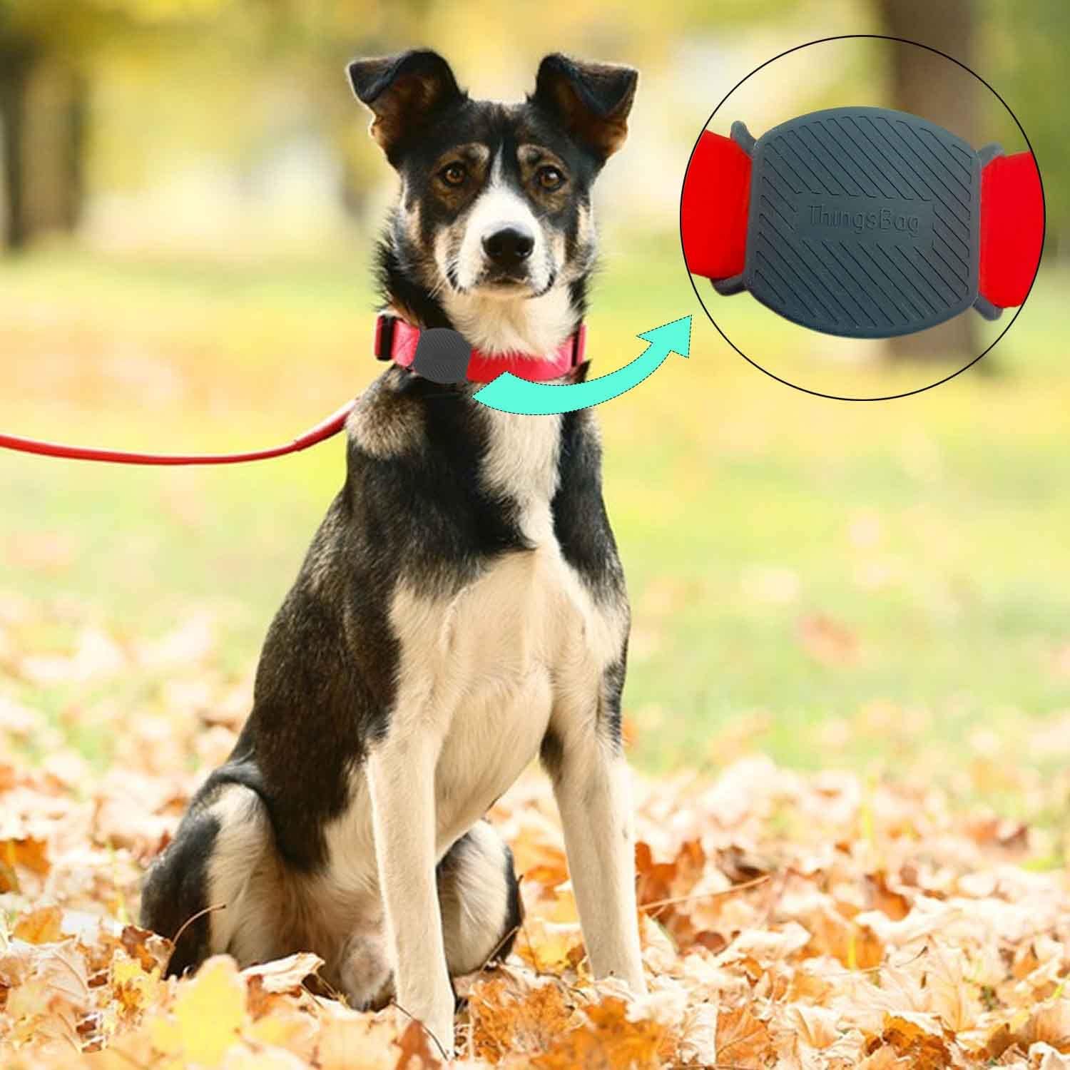 A dog wearing a collar with the ThingsBag AirTag holder attached, showing how it sits on the collar.