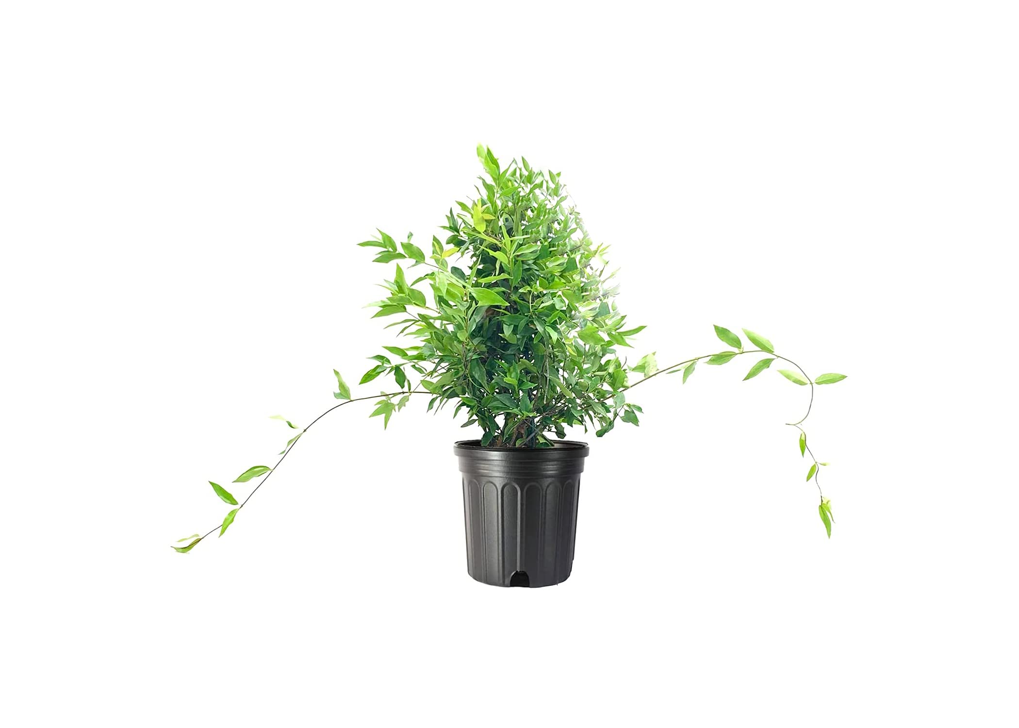 Amazon.com : Carolina Jasmine | 2 Large Gallon Size Plant