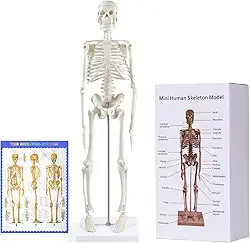 breesky Modelo de esqueleto humano para anatomia: modelo de esqueleto humano de 43 cm com braços e pernas móveis - modelo científico para estudo e exibição