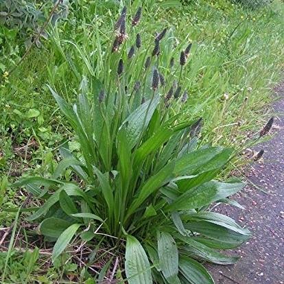 Palm Beach Medicinal Herbs - Ribwort Plantain (Plantago lanceolata) - Packet of 50 Seeds