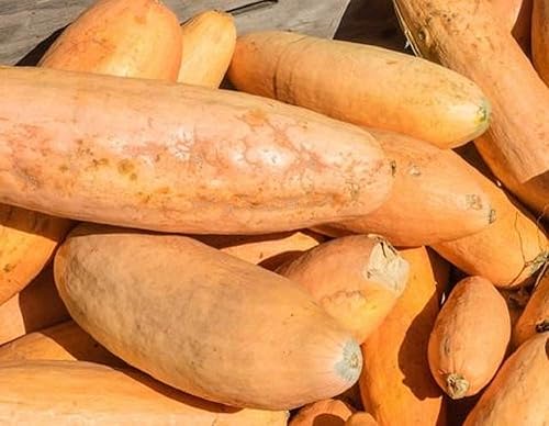 Miniatura 1 de Semillas de calabaza de invierno de plátano rosa gigante, paquete de 200 unidades, sin OMG, una reliquia de polinización abierta que produce frutos
