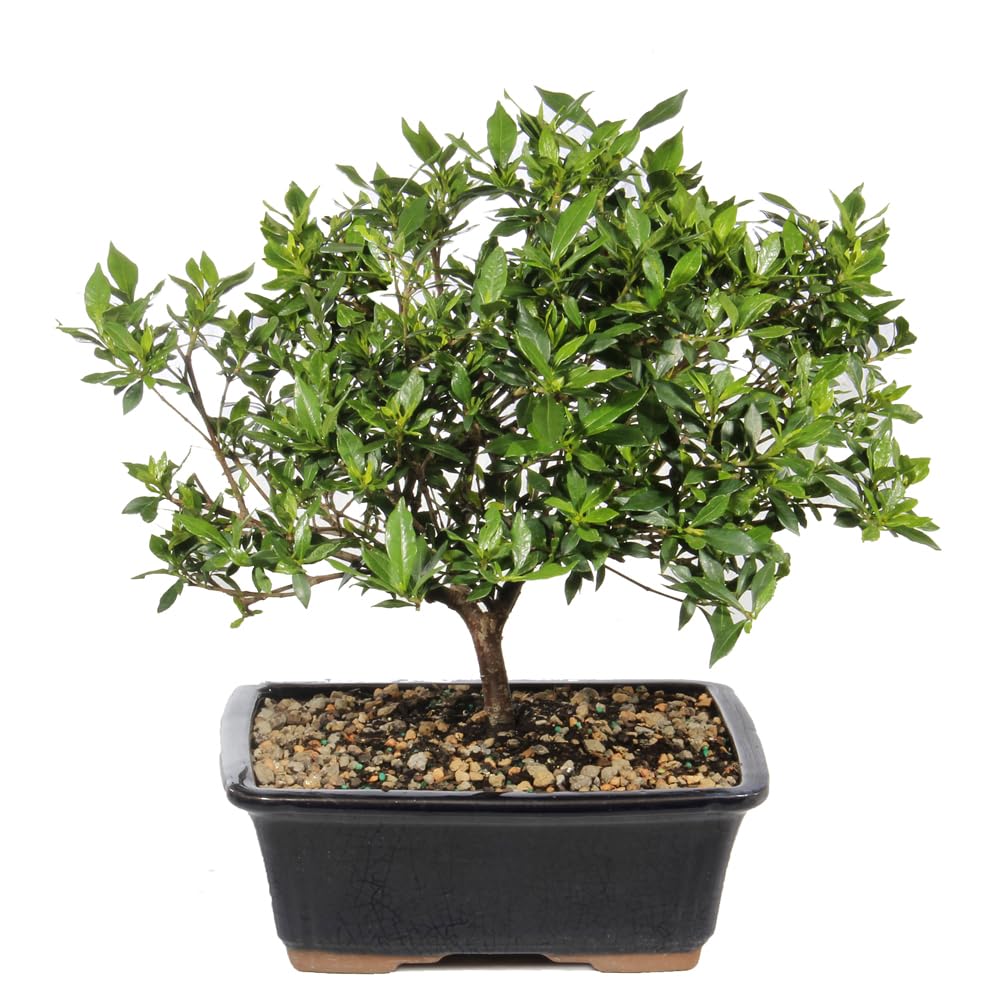 Brussel's Live Gardenia Bonsai Tree