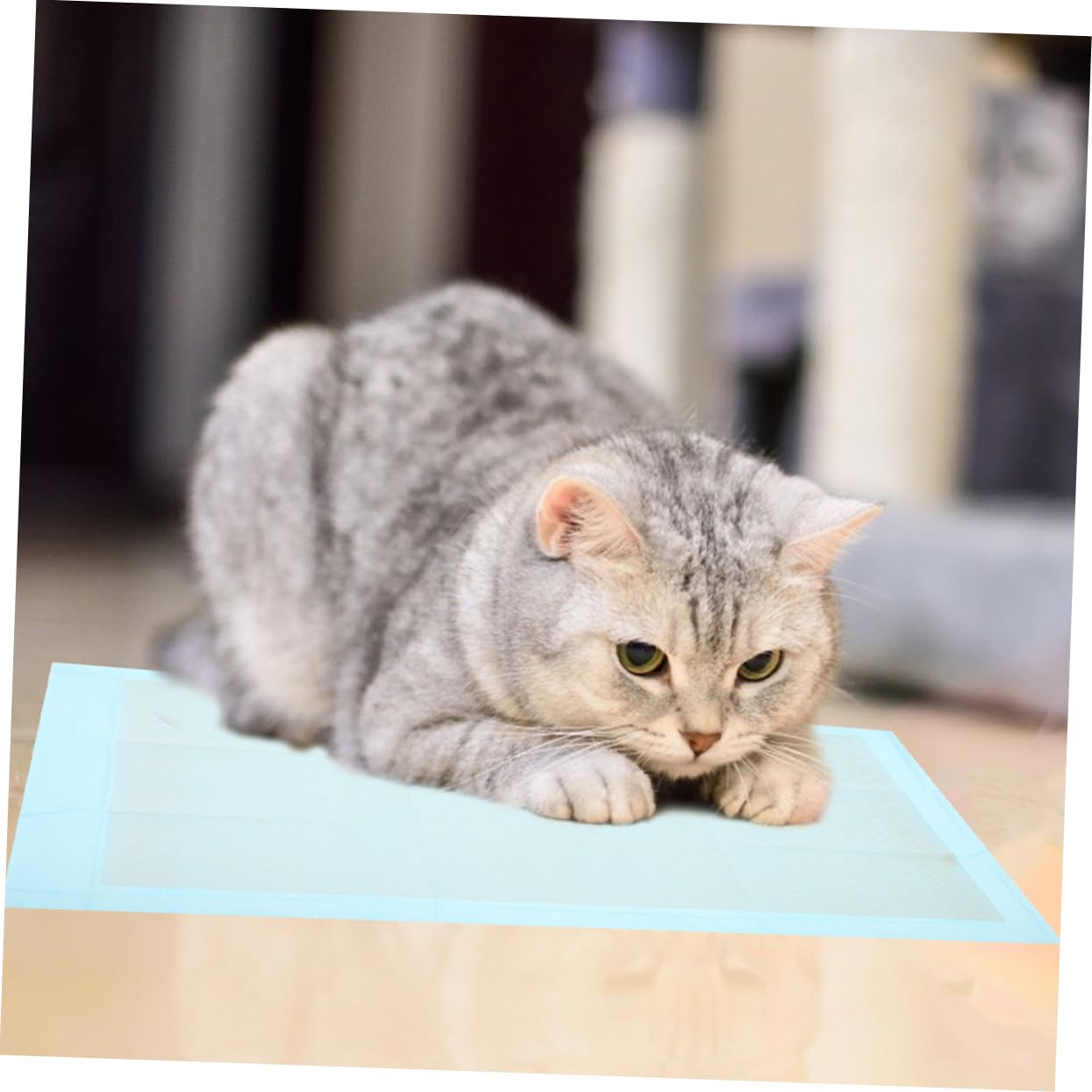 50pezzi Tappetini Igienici Assorbenti Per Ultra Assorbenti e Impermeabili Per Addestramento e Comfort Domestici