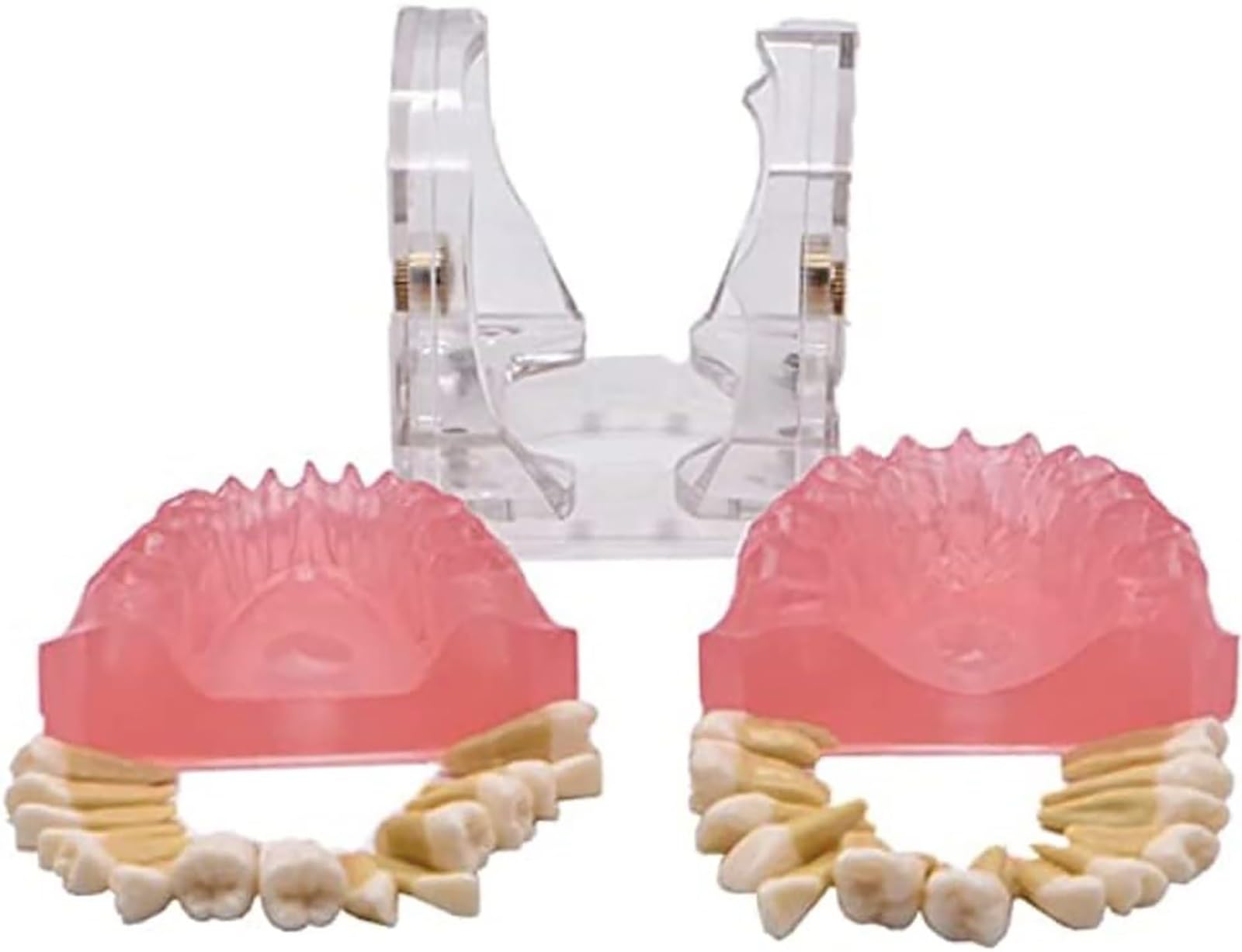 Zahn-Demonstrationsmodell Zahnmodell Zahnmodell Anatomisches Zahnmodell für Zahnunterricht oder Mundpflege