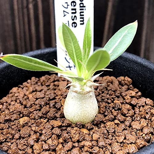 コーデックス 観葉植物の人気商品 通販 価格比較 価格 Com