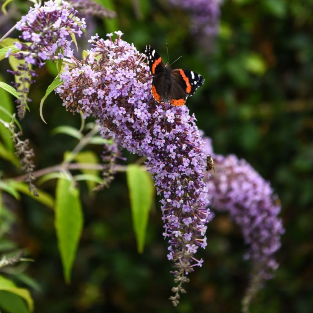 Buddleja davidii 'Wisteria Lane' - Hardy Shrub with Lilac Flower Spikes - Attracts Butterflies - Fragrant Blooms - Trailing Flowers with Weeping Habit – 2X 9cm Potted Plant by Thompson & Morgan