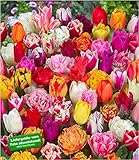 Wuchshöhe: 30-40 cm; Pflanzabstand: 10 cm