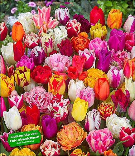 BALDUR-Garten 120 Tulpenzwiebeln Festival Mix, 120 Zwiebeln