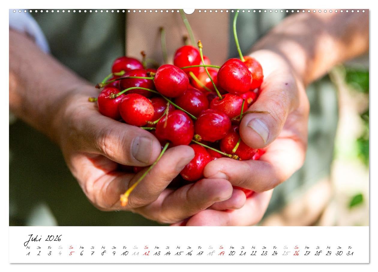 Kirschen aus dem Garten – Erntekalender (hochwertiger Premium Wandkalender 2026 DIN A2 quer), Kunstdruck in Hochglanz: Dieser liebevoll gestaltete ... im Garten lieben. (CALVENDO Natur)